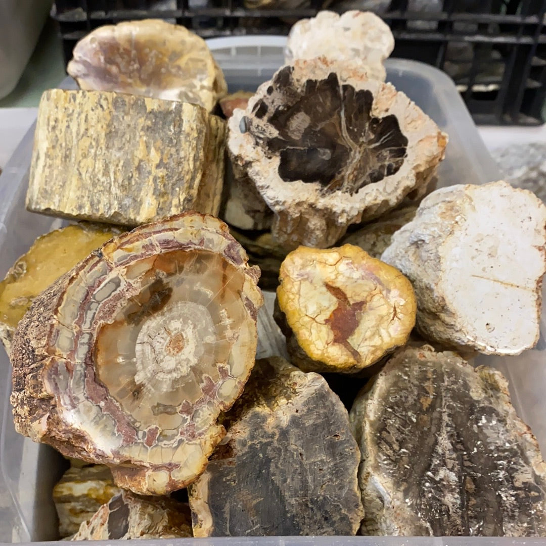 Polished petrified wood MMM